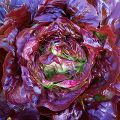 Skyphos Lettuce