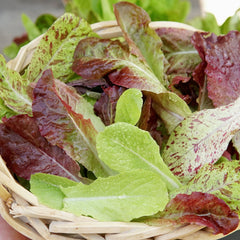 Heat Tolerant Lettuce Mix