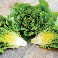 Xalbadora Lettuce