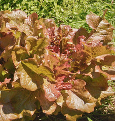 Red Salad Bowl