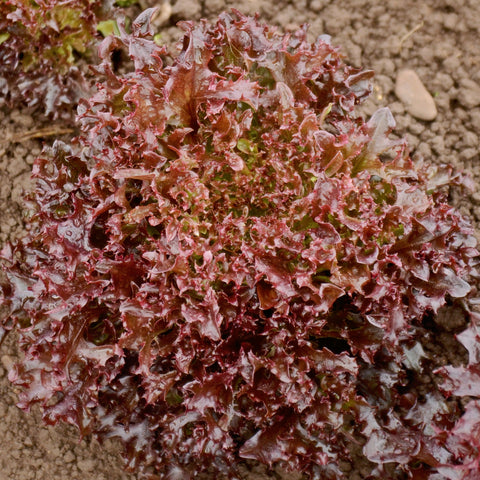Burgandy Lettuce