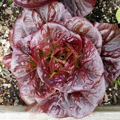 Pomegranate Crunch Lettuce