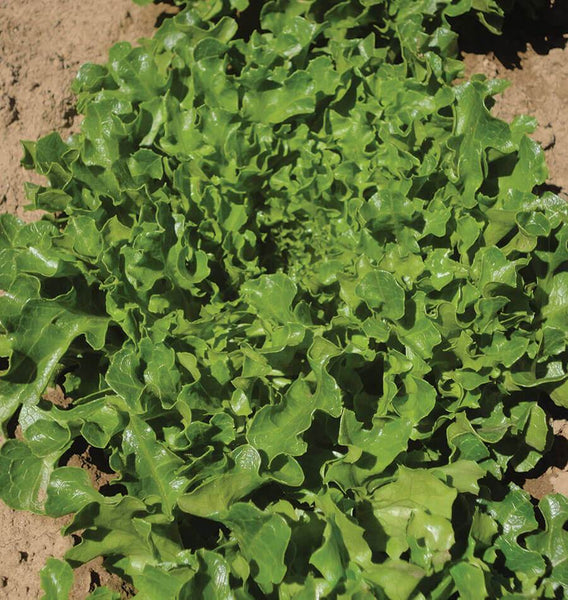 Hampton Eazyleaf Organic
