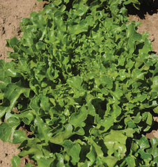 Hampton Eazyleaf Organic