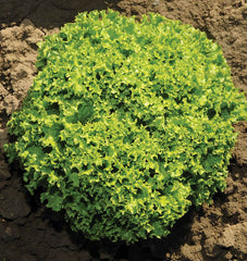 Ilema Organic