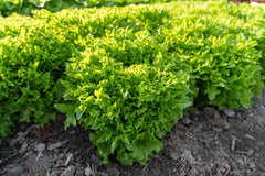 Ezpark Pelleted Organic