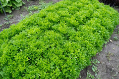 Ezpark Pelleted Organic