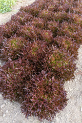 Rhone Pelleted Organic