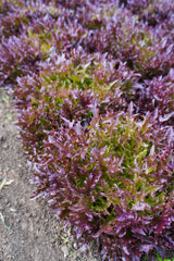 Rhone Pelleted Organic