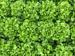 Bauer Pelleted Organic