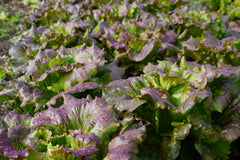 Lovelock Organic