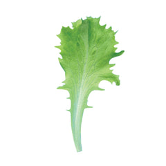 Celinet Organic