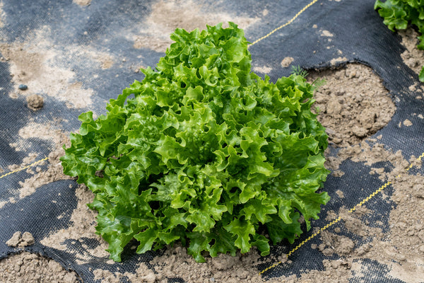 Celinet Organic