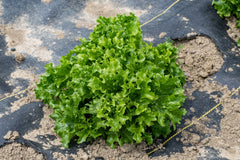 Celinet Organic