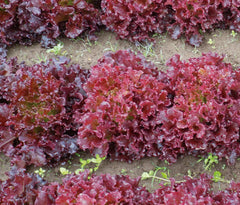 Brentwood Eazyleaf Organic