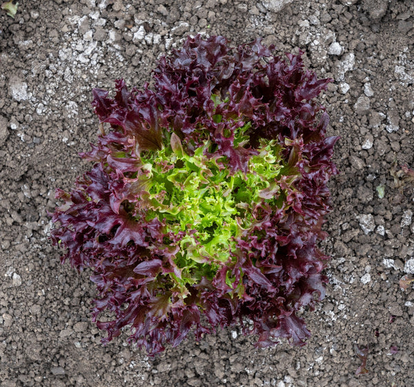 Burgandy Eazyleaf Organic