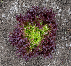 Burgandy Eazyleaf Organic