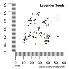 Lavender, Munstead Seeds, 400mg