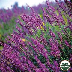 Lavender, True Organic Seeds, 200mg