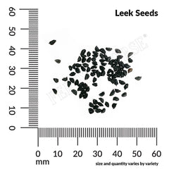Leek, American Flag Seeds, 1.4g