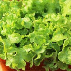 Lettuce, Grand Rapids Seeds, 1.4g