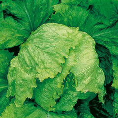 Lettuce, Iceberg Heirloom Seeds, 1.1g