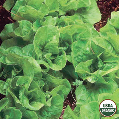 Lettuce, Bibb Organic Seeds, 1.2g
