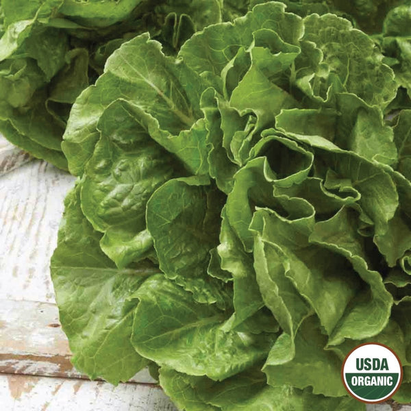 Lettuce, Buttercrunch Organic Seeds, 1.2g