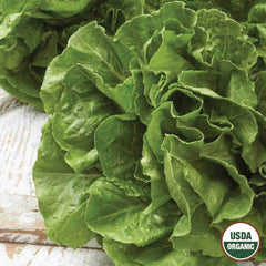 Lettuce, Buttercrunch Organic Seeds, 1.2g