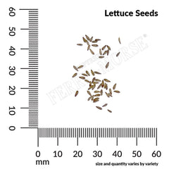 Lettuce, Parris Island Organic Seeds, 1.2g