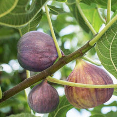 Little Miss Figgy™ Fig Tree