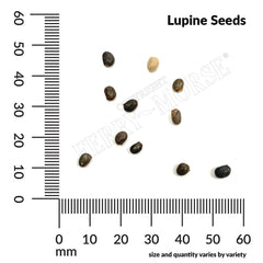 Lupine, Russell's Hybrid Mixed Colors Seeds, 1.4g