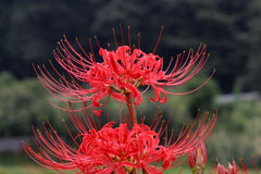 Red Spider Lilies Bulbs Lycoris Radiata Hurricane Lily Cluster Amayllis Growing Bonsai Roots Rhizomes Corms Tubers Potted Planting Reblooming Fragrant Garden Species Blooms Flower Seeds Plant Gardening