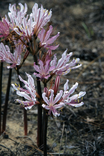 Peppermint Lycoris Spider Lilies Bulbs Radiata Hurricane Lily Cluster Amayllis Growing Bonsai Roots Rhizomes Corms Tubers Potted Planting Reblooming Fragrant Garden Species Blooms Flower Seeds Plant Gardening