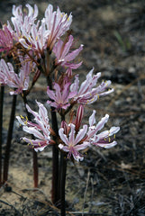 Peppermint Lycoris Spider Lilies Bulbs Radiata Hurricane Lily Cluster Amayllis Growing Bonsai Roots Rhizomes Corms Tubers Potted Planting Reblooming Fragrant Garden Species Blooms Flower Seeds Plant Gardening