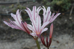 Peppermint Lycoris Spider Lilies Bulbs Radiata Hurricane Lily Cluster Amayllis Growing Bonsai Roots Rhizomes Corms Tubers Potted Planting Reblooming Fragrant Garden Species Blooms Flower Seeds Plant Gardening