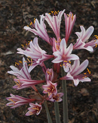 Peppermint Lycoris Spider Lilies Bulbs Radiata Hurricane Lily Cluster Amayllis Growing Bonsai Roots Rhizomes Corms Tubers Potted Planting Reblooming Fragrant Garden Species Blooms Flower Seeds Plant Gardening