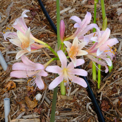 Summer Sunrise Lycoris Spider Lilies Bulbs Radiata Hurricane Lily Cluster Amayllis Growing Bonsai Roots Rhizomes Corms Tubers Potted Planting Reblooming Fragrant Garden Species Blooms Flower Seeds Plant Gardening - Seedsplant
