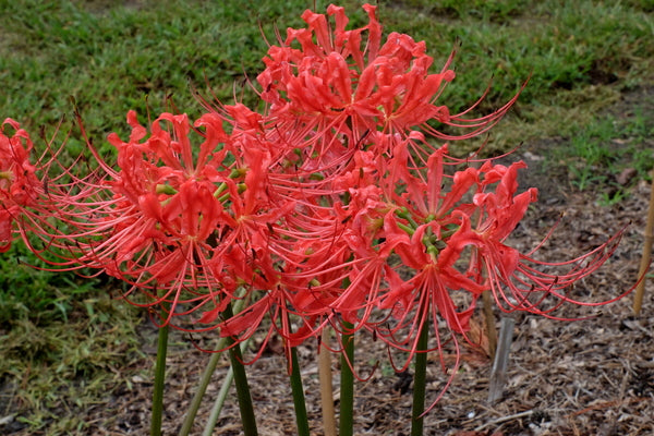 Lycoris Radiata Louisiana Lately Spider Lilies Bulbs Hurricane Lily Cluster Amayllis Growing Bonsai Roots Rhizomes Corms Tubers Potted Planting Reblooming Fragrant Garden Species Blooms Flower Seeds Plant Gardening
