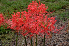 Lycoris Radiata Louisiana Lately Spider Lilies Bulbs Hurricane Lily Cluster Amayllis Growing Bonsai Roots Rhizomes Corms Tubers Potted Planting Reblooming Fragrant Garden Species Blooms Flower Seeds Plant Gardening