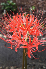 Adam's August Lycoris Spider Lilies Bulbs Radiata Hurricane Lily Cluster Amayllis Growing Bonsai Roots Rhizomes Corms Tubers Potted Planting Reblooming Fragrant Garden Species Blooms Flower Seeds Plant Gardening