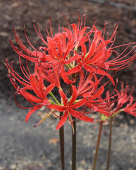 Adam's August Lycoris Spider Lilies Bulbs Radiata Hurricane Lily Cluster Amayllis Growing Bonsai Roots Rhizomes Corms Tubers Potted Planting Reblooming Fragrant Garden Species Blooms Flower Seeds Plant Gardening