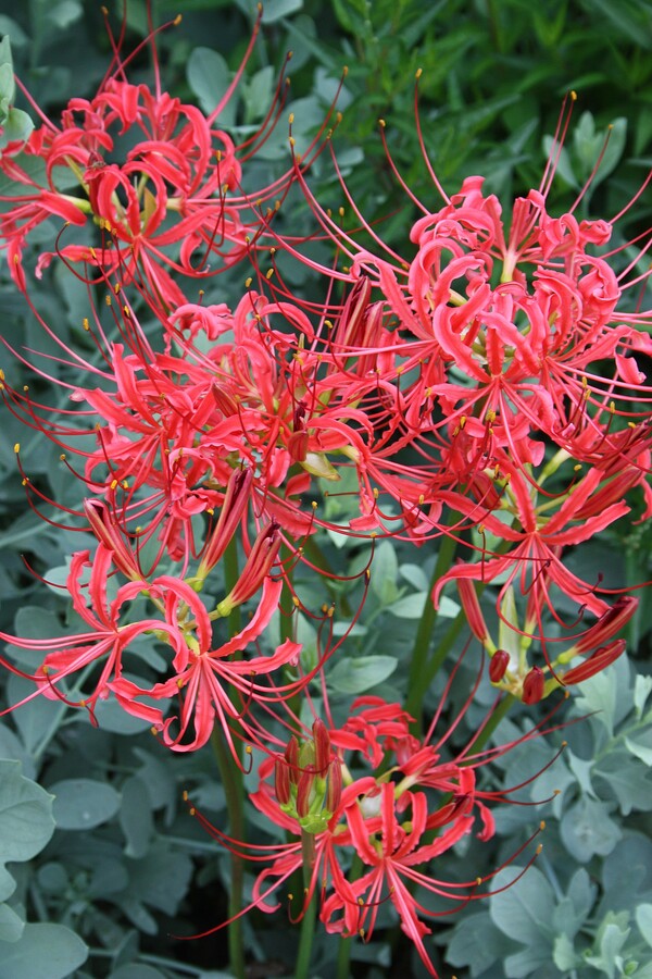 spider lily kimetsu no yaiba Fourth of July Lycoris Spider Lilies Bulbs Radiata Hurricane Lily Cluster Amayllis Growing Bonsai Roots Rhizomes Corms Tubers Potted Planting Reblooming Fragrant Garden Species Blooms Flower Seeds Plant Gardening