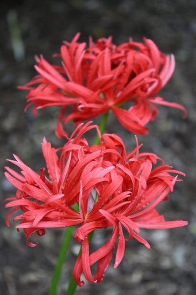 Benikujyaku Lycoris Spider Lilies Bulbs Radiata Hurricane Lily