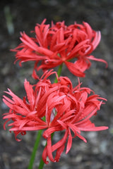 Benikujyaku Lycoris Spider Lilies Bulbs Radiata Hurricane Lily Cluster Amayllis Growing Bonsai Roots Rhizomes Corms Tubers Potted Planting Reblooming Fragrant Garden Species Blooms Flower Seeds Plant Gardening - Seedsplant