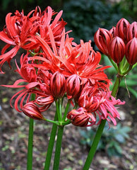 Benikujyaku Lycoris Spider Lilies Bulbs Radiata Hurricane Lily Cluster Amayllis Growing Bonsai Roots Rhizomes Corms Tubers Potted Planting Reblooming Fragrant Garden Species Blooms Flower Seeds Plant Gardening - Seedsplant