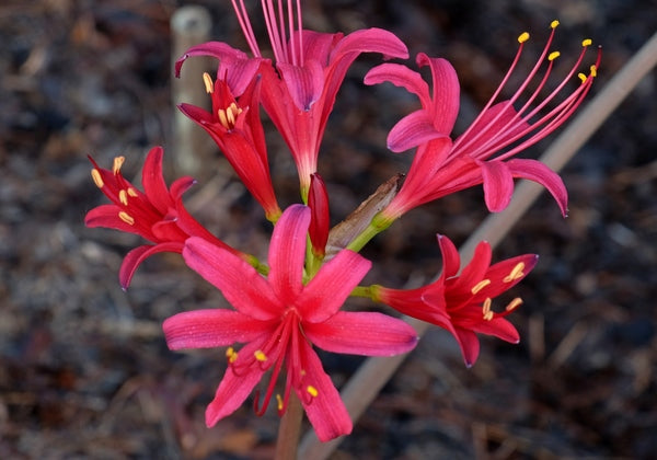 Flash Dance Lycoris Spider Lilies Bulbs Radiata Hurricane Lily Cluster Amayllis Growing Bonsai Roots Rhizomes Corms Tubers Potted Planting Reblooming Fragrant Garden Species Blooms Flower Seeds Plant Gardening