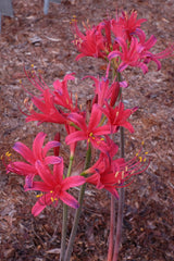Flash Dance Lycoris Spider Lilies Bulbs Radiata Hurricane Lily Cluster Amayllis Growing Bonsai Roots Rhizomes Corms Tubers Potted Planting Reblooming Fragrant Garden Species Blooms Flower Seeds Plant Gardening