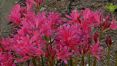 Glenn Dale Cherry Charm Lycoris Spider Lilies Bulbs Radiata Hurricane Lily Cluster Amayllis Growing Bonsai Roots Rhizomes Corms Tubers Potted Planting Reblooming Fragrant Garden Species Blooms Flower Seeds Plant Gardening - Seedsplant