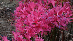 Glenn Dale Cherry Charm Lycoris Spider Lilies Bulbs Radiata Hurricane Lily Cluster Amayllis Growing Bonsai Roots Rhizomes Corms Tubers Potted Planting Reblooming Fragrant Garden Species Blooms Flower Seeds Plant Gardening - Seedsplant